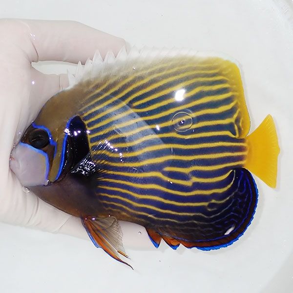 【現物2】タテジマキンチャクダイ 15.5cm±!海水魚 ヤッコ 15時までのご...
