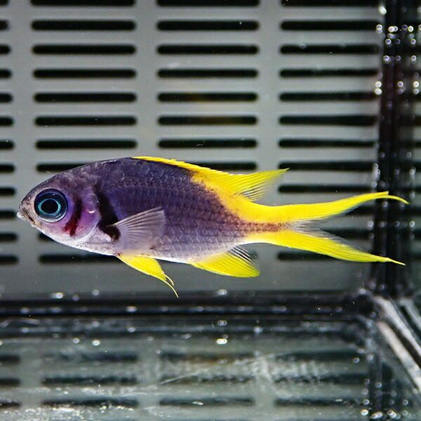 カンザシスズメダイ 4-6cm ! 海水魚 スズメダイ 餌付け 15時までのご注...