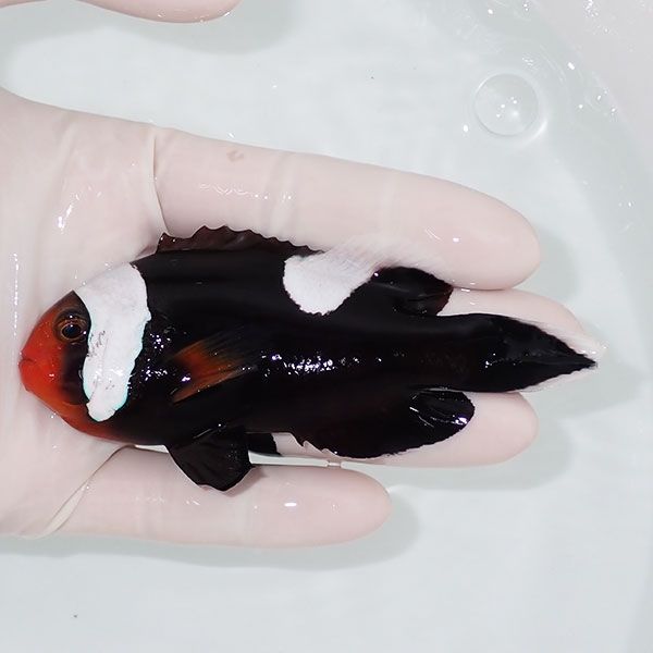 【現物1】トウアカクマノミ big 10.5cm± ! wild 海水魚 クマノミ(t111(t207