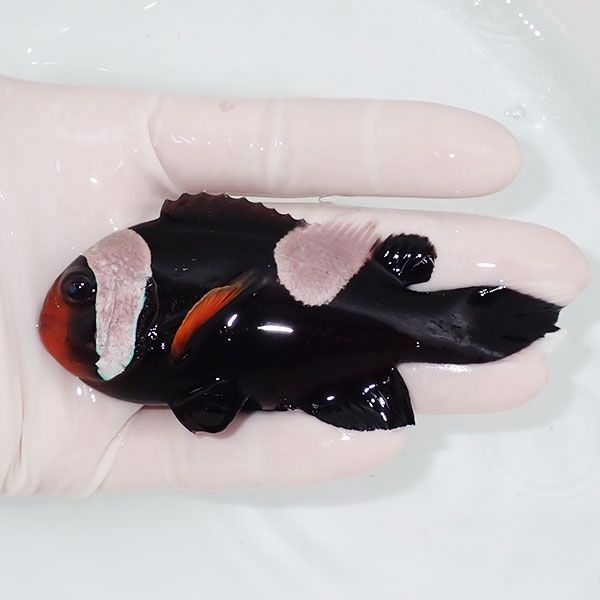 【現物2】トウアカクマノミ big 10.5cm± ! wild 海水魚 カクレクマノミ(...