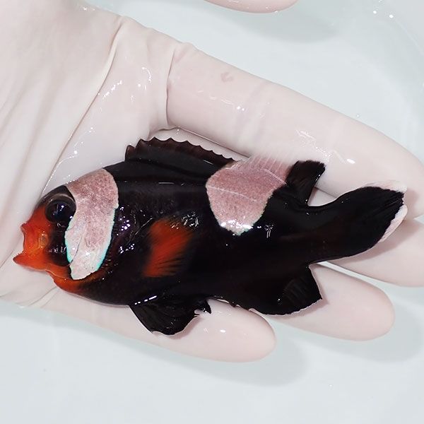 【現物3】トウアカクマノミ 10cm± ! wild 海水魚 カクレクマノミ(t111(t207
