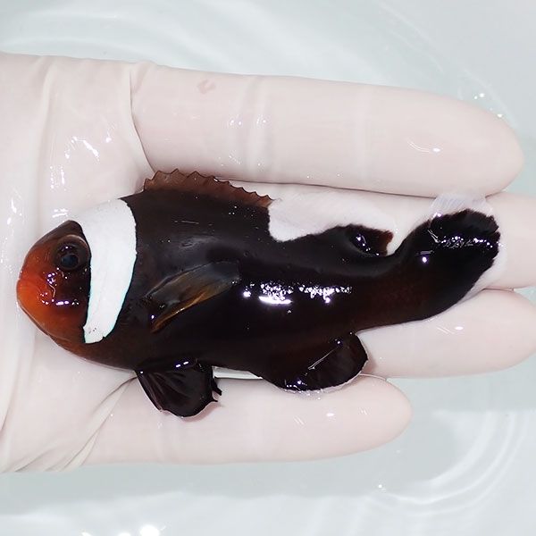 【現物4】トウアカクマノミ big 9cm±!海水魚 クマノミ ブリード 15時ま...