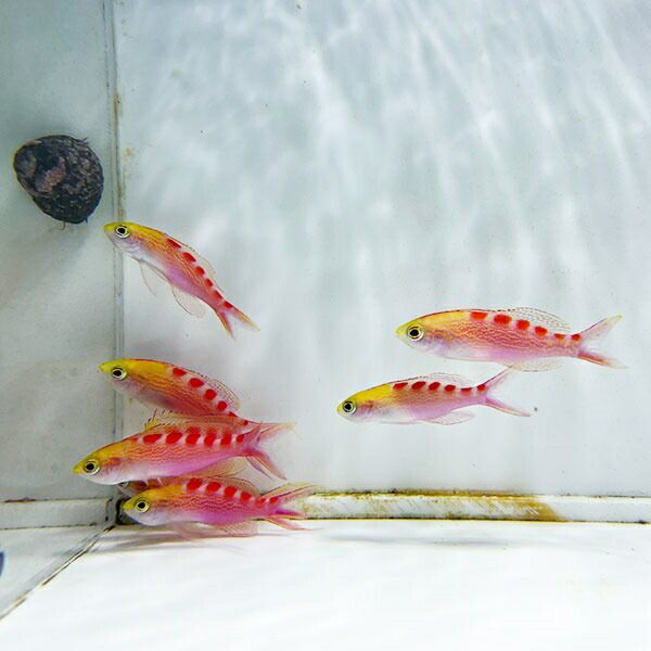 アサヒハナゴイ 4-6cm± 3匹セット!海水魚 ハナダイ 餌付け15時までのご...