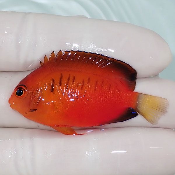 【現物】美個体ダイダイヤッコ 5cm±!海水魚 ヤッコ 15時までのご注文で...