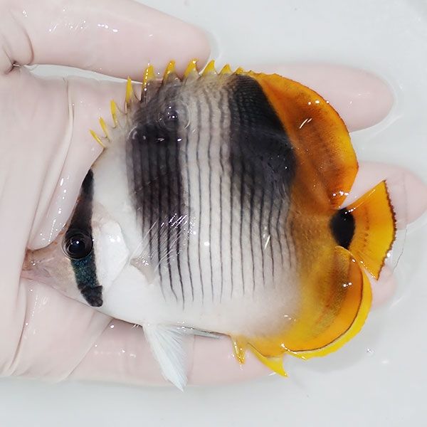 【現物】スダレチョウ 11cm±! 海水魚 チョウチョウウオ 餌付け 15時ま...