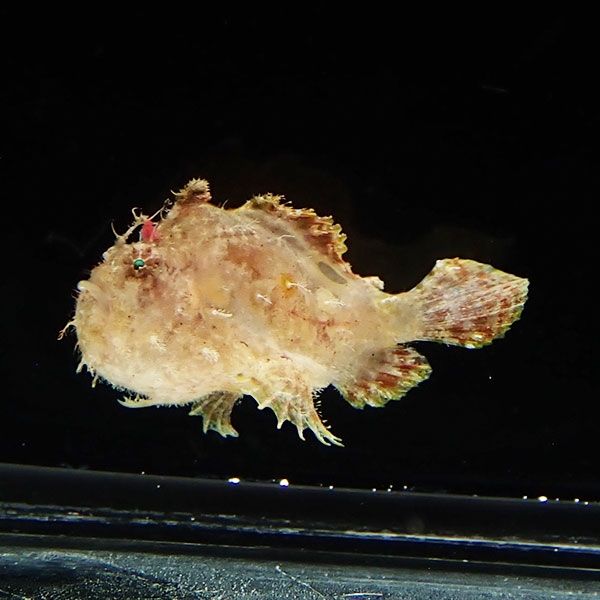 【現物2】カエルアンコウ 2.7cm! 海水魚 アンコウ 15時までのご注文で当...