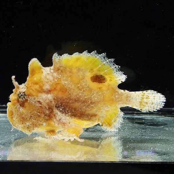 【現物4】カエルアンコウ 7cm! 海水魚 アンコウ 15時までのご注文で当日...