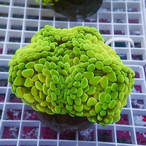 【サンゴ現物1】ナガレハナサンゴ!15時までのご注文で当日発送 【サンゴ...