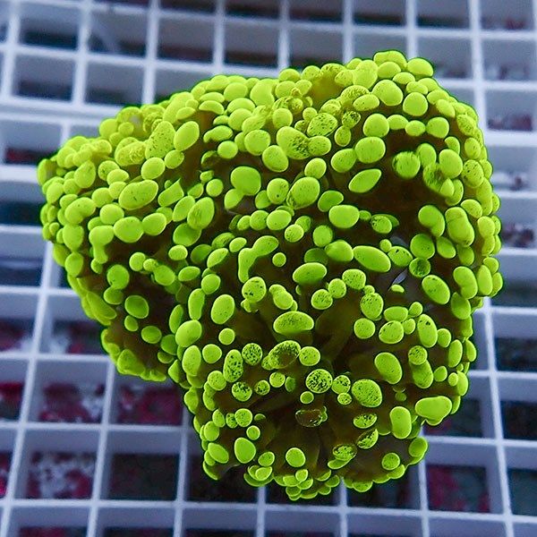 【サンゴ現物5】ナガレハナサンゴ!15時までのご注文で当日発送 【サンゴ...