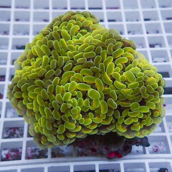 【サンゴ現物11】ナガレハナサンゴ!15時までのご注文で当日発送 【サン...
