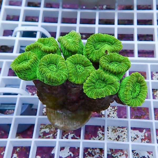 【サンゴ現物1】タバネサンゴ! 15時までのご注文で当日発送 【サンゴ】