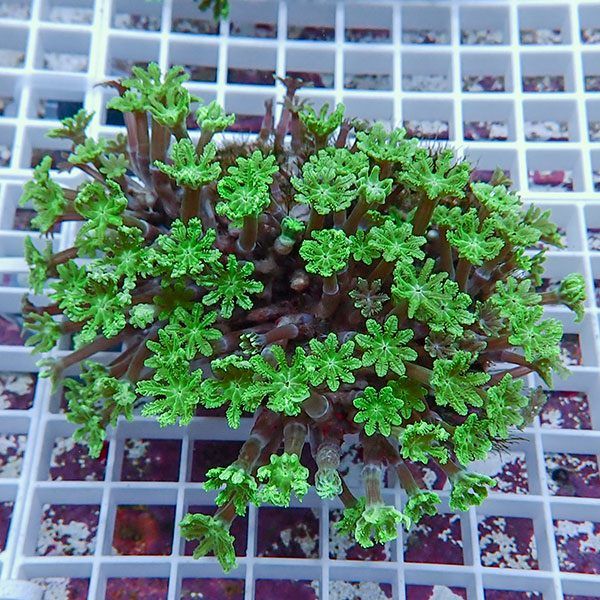 【サンゴ現物1】ツツウミヅタサンゴ!15時までのご注文で当日発送【サン...