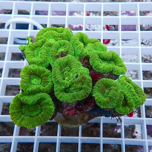 【サンゴ現物4】タバネサンゴ! 15時までのご注文で当日発送 【サンゴ】