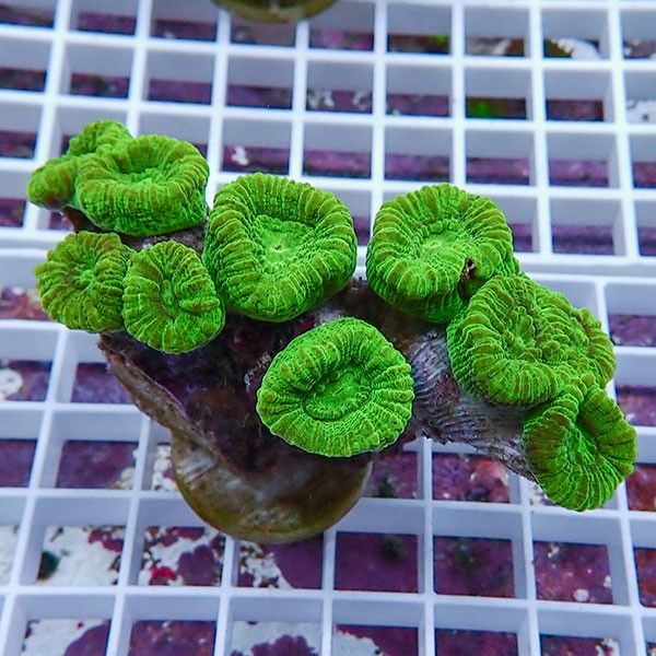 【サンゴ現物5】タバネサンゴ! 15時までのご注文で当日発送 【サンゴ】