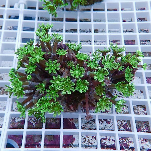 【サンゴ現物2】ツツウミヅタサンゴ!15時までのご注文で当日発送 【サン...