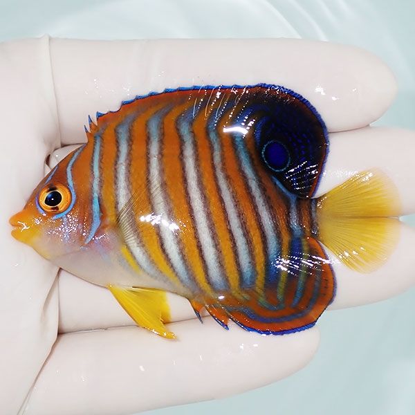 【現物11】ニシキヤッコ 7.5cm±!海水魚 ヤッコ15時までのご注文で当日発...