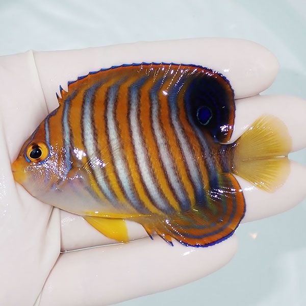 【現物12】ニシキヤッコ 8cm±!海水魚 ヤッコ15時までのご注文で当日発送...