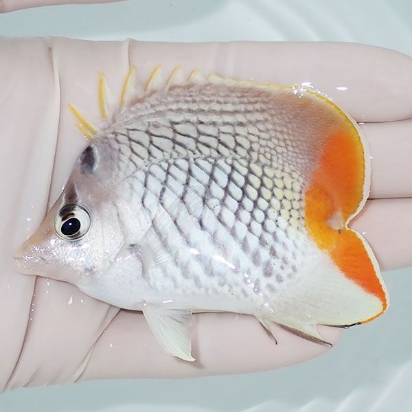 【現物】粒エサOK アミメチョウハートテール 8cm±! 海水魚 チョウチョウ...