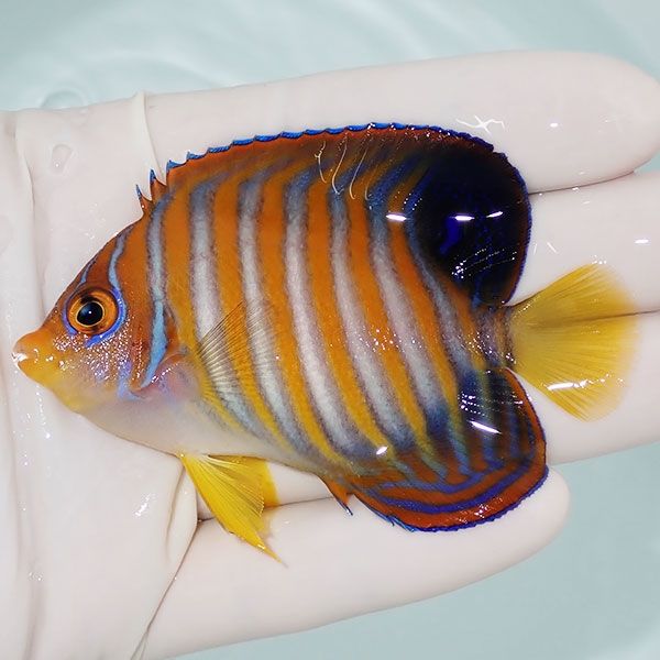 【現物13】ニシキヤッコ 8cm±!海水魚 ヤッコ15時までのご注文で当日発送...