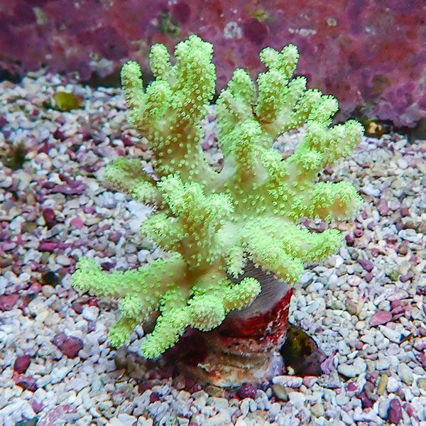 【サンゴ現物1】トサカ.sp 6-12cm 沖縄産!15時までのご注文で当日発送 ...