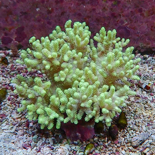 【サンゴ現物2】トサカ.sp 13-14cm 沖縄産!15時までのご注文で当日発送 ...