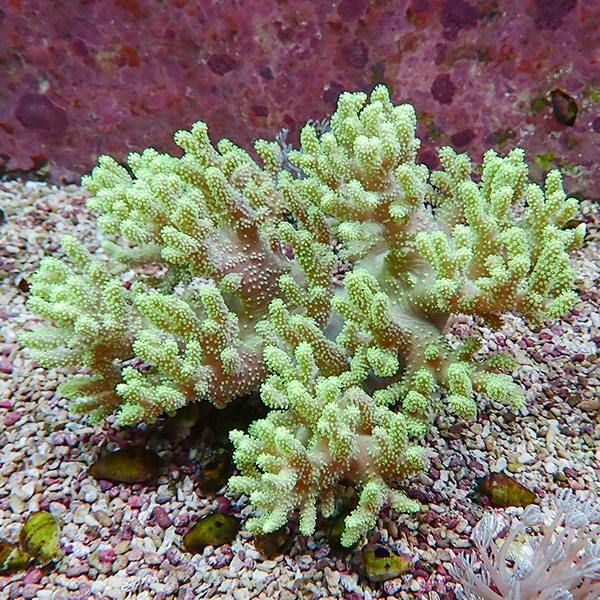 【サンゴ現物3】トサカ.sp 16-15cm 沖縄産!15時までのご注文で当日発送 ...