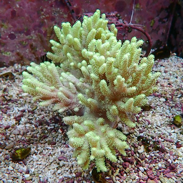 【サンゴ現物4】トサカ.sp 14-15cm 沖縄産!15時までのご注文で当日発送 ...