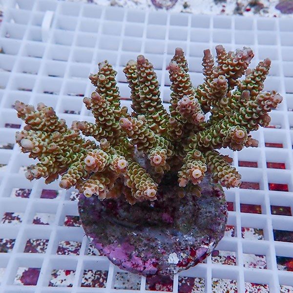 【サンゴ現物1】ブリードミドリイシ !15時までのご注文で当日発送 【ミ...