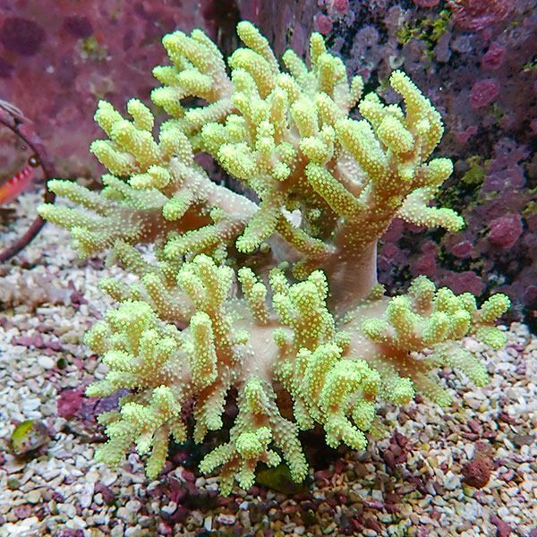 【サンゴ現物5】トサカ.sp 14-16cm沖縄産!15時までのご注文で当日発送 ...