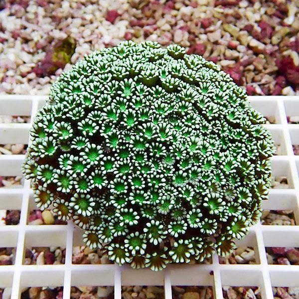 【サンゴ現物1】アワサンゴ! 15時までのご注文で当日発送 【サンゴ】(t221