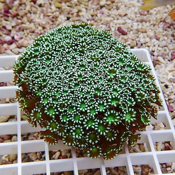 【サンゴ現物2】アワサンゴ! 15時までのご注文で当日発送 【サンゴ】(t221