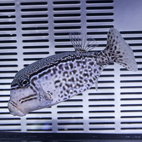 レティキュレイトボックスフィッシュ オス 9-11cm! 海水魚 フグ 15時ま...