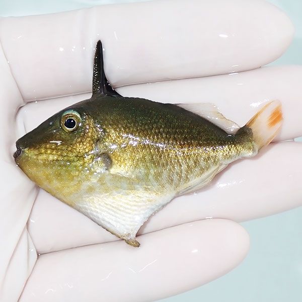 【現物】ゴールデンバックトリガー 6.5cm±! 海水魚 ハギ !15時までのご...