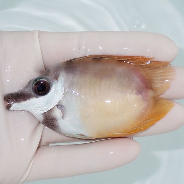 【現物1】粒エサOK ヒフキアイゴ ハートテール 7.5cm±! 海水魚 ハギ 15...