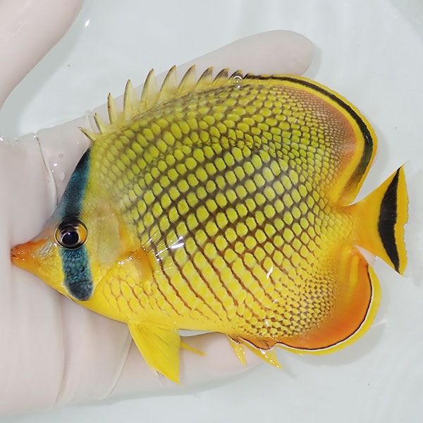 【現物】アミチョウbig 12.5cm±!チョウチョウウオ 海水魚 生体 15時まで...