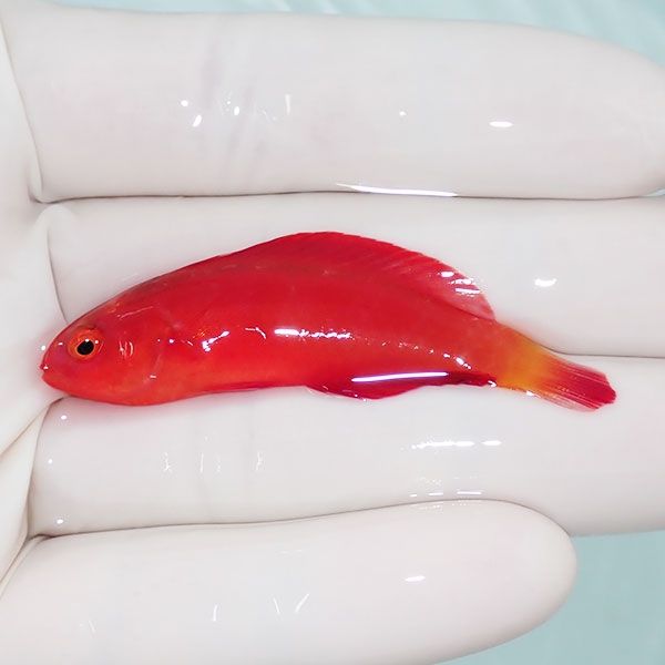 【現物】マグマフェアリーラス 6cm ! 海水魚 ベラ 餌付け!15時までのご...