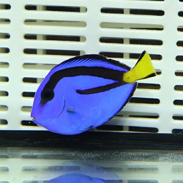 ナンヨウハギ Tサイズ 3-4cm±!多少ヒレ欠け有 ハギ 海水魚 (t119