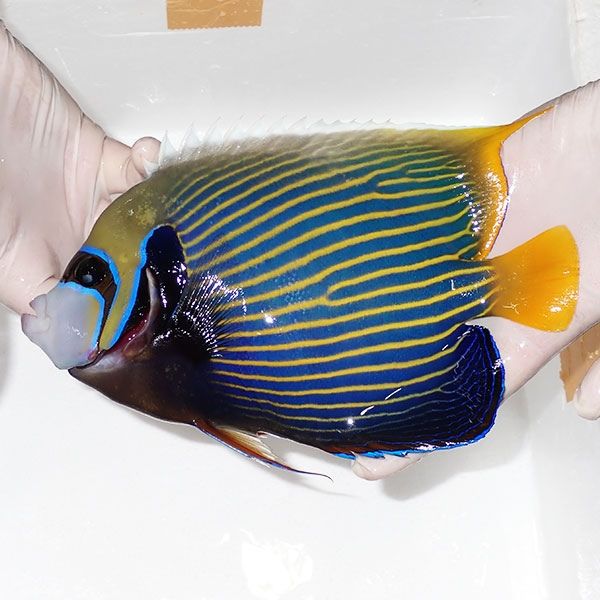 【現物1】タテジマキンチャクダイ 21.5cm±!海水魚 ヤッコ 15時までのご...