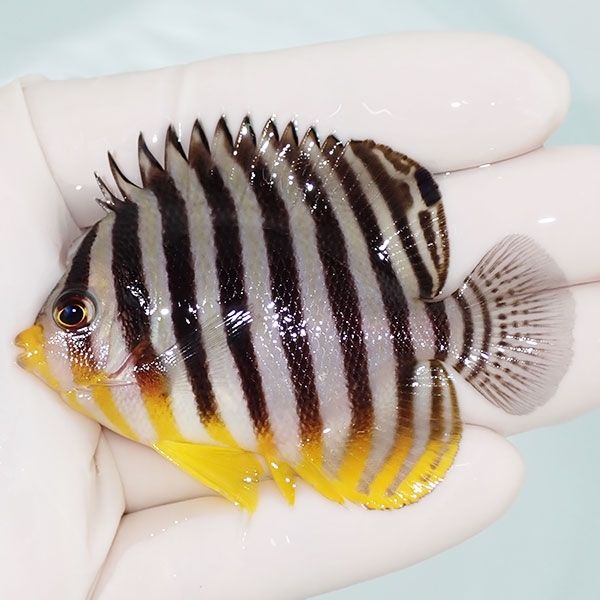 【現物3】sale シマヤッコ 7cm±! 海水魚 生体 15時までのご注文で当日発...