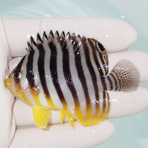 【現物10】sale シマヤッコ 6.5cm±! 海水魚 生体 15時までのご注文で当...