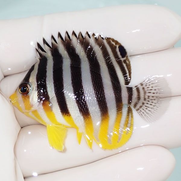 【現物4】sale シマヤッコ 5.2cm±! 海水魚 生体 15時までのご注文で当日...