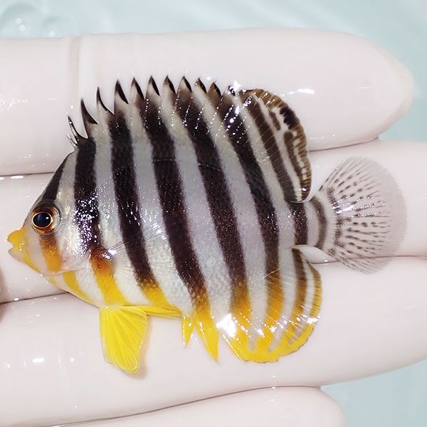 【現物5】sale シマヤッコ 5.5cm±! 海水魚 生体 15時までのご注文で当日...