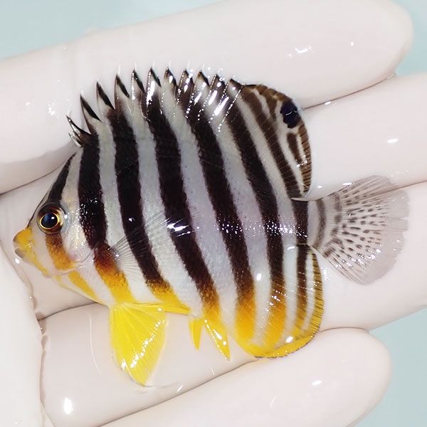 【現物1】saleシマヤッコ 5.5cm±! 海水魚 生体 15時までのご注文で当日...