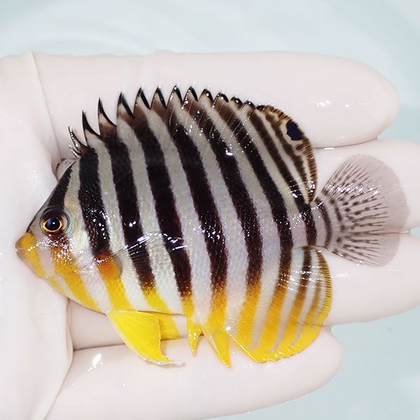 【現物2】sale シマヤッコ 7cm±! 海水魚 生体 15時までのご注文で当日発...