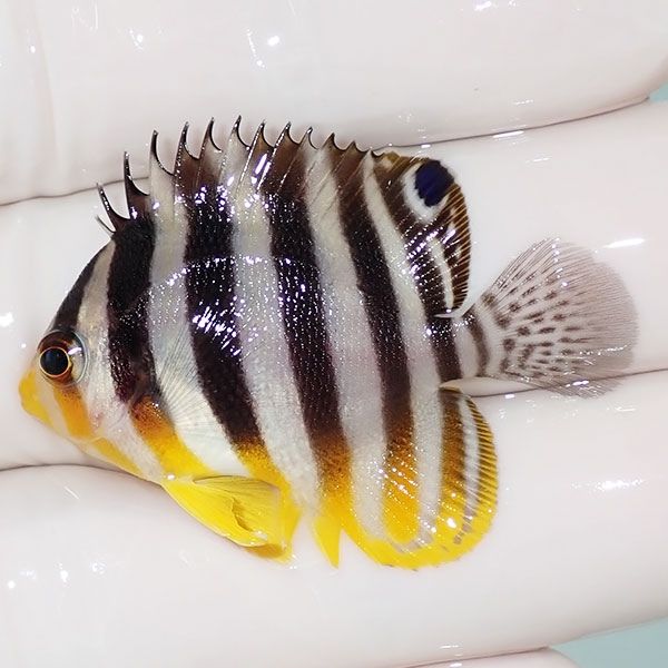 【現物12】sale シマヤッコ 4cm±! 海水魚 生体 15時までのご注文で当日...
