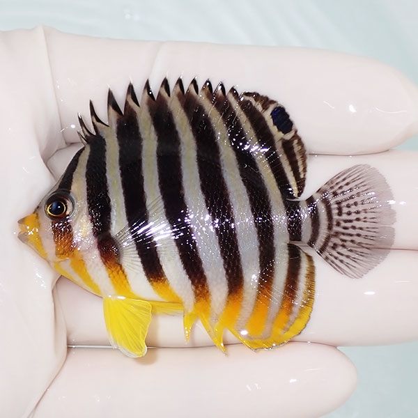 【現物6】sale シマヤッコ 6.5cm±! 海水魚 生体 15時までのご注文で当日...