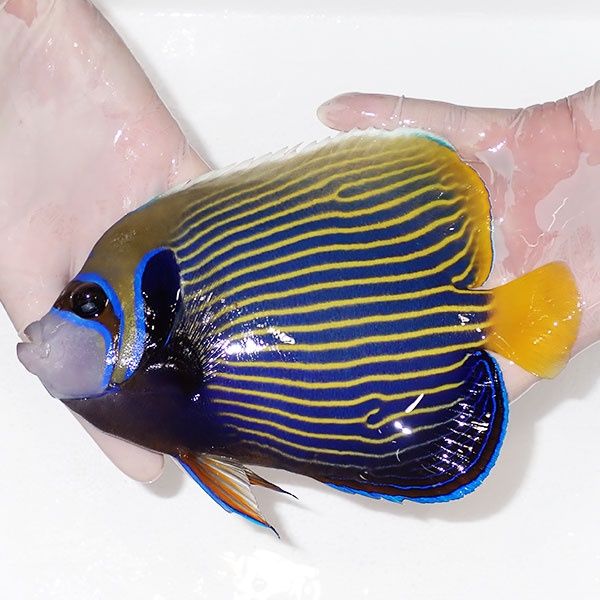 【現物2】タテジマキンチャクダイ 19cm±!海水魚 ヤッコ 15時までのご注...
