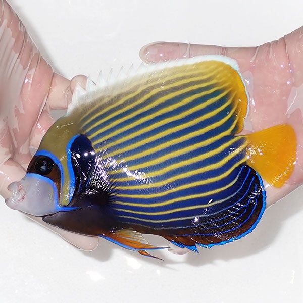 【現物3】タテジマキンチャクダイ 17cm±!海水魚 ヤッコ 15時までのご注...