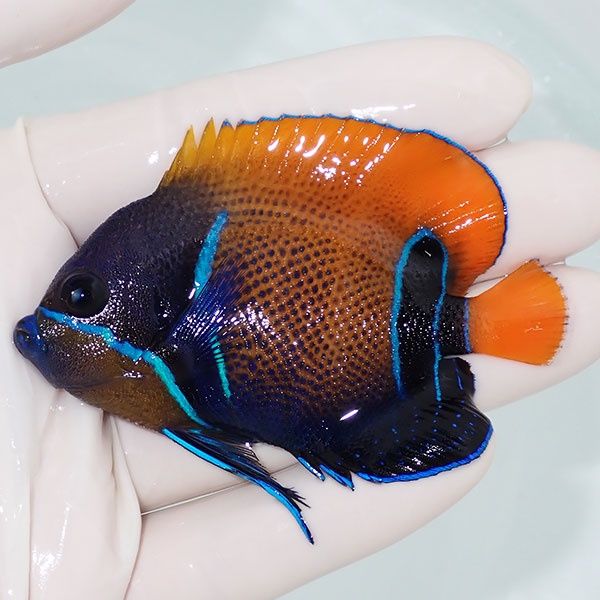 【現物1】イナズマヤッコ 7.5cm±!海水魚 ヤッコ 15時までのご注文で当日...