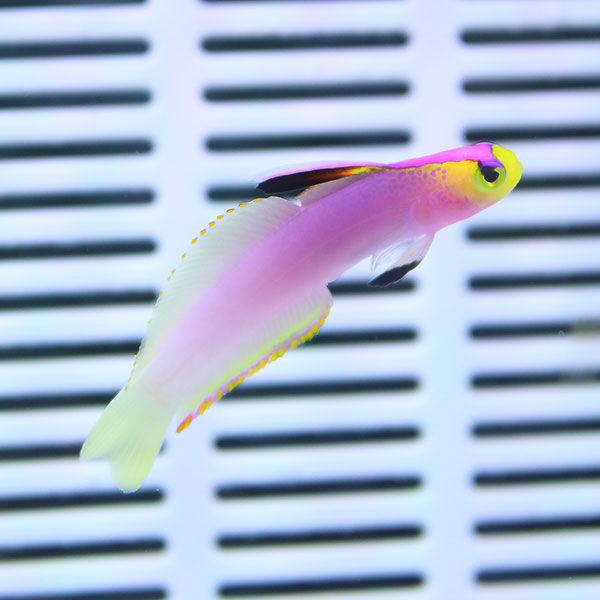 パープルファイヤーゴビー 4-6cm !海水魚 ハゼ 15時までのご注文で当日...